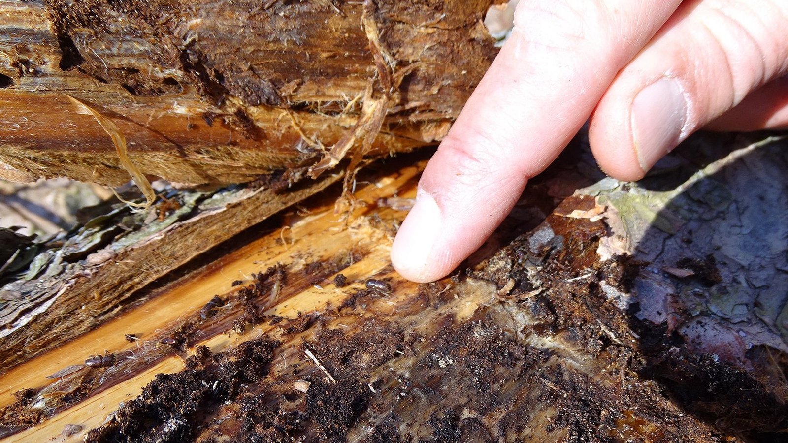 Der Borkenkäfer ist auch in den Wäldern im Enzkreis wieder unterwegs und sorgt dort für Schäden.  Foto: LE