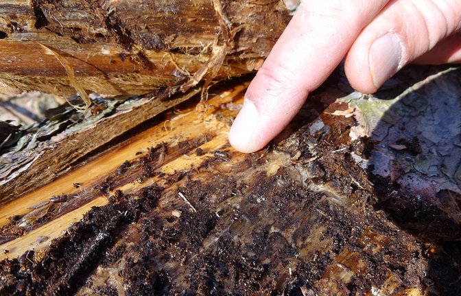 Der Borkenkäfer ist auch in den Wäldern im Enzkreis wieder unterwegs und sorgt dort für Schäden.  <span class='image-autor'>Foto: LE</span>