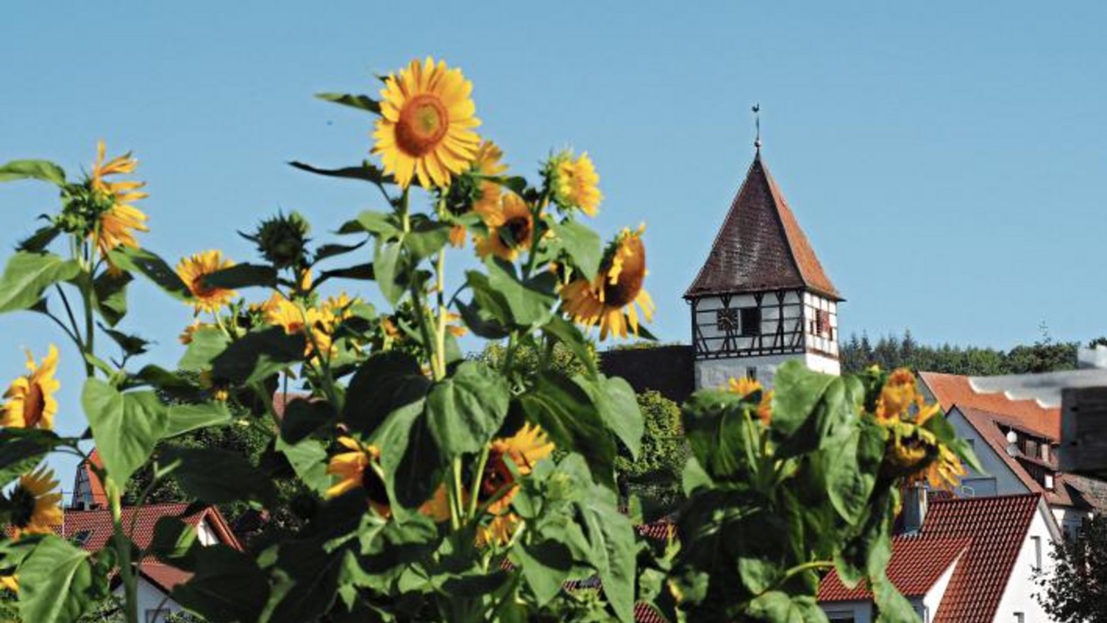 Im Ländle wird es in den nächsten Tagen nochmal richtig sommerlich. Das scheinen auch die Sonnenblumen vor der Remigiuskirche in Häfnerhaslach zu spüren. Foto: Lorch Im Ländle wird es in den nächsten Tagen nochmal richtig sommerlich. Das scheinen auch die Sonnenblumen vor der Remigiuskirche in Häfnerhaslach zu spüren. Foto: Lorch