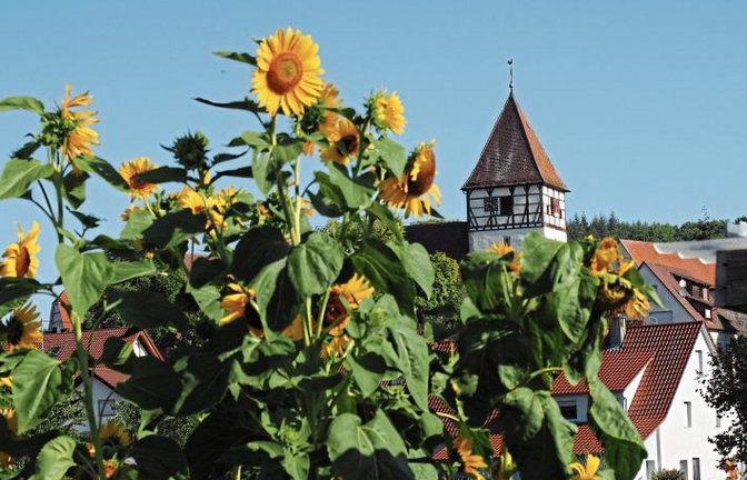 Im Ländle wird es in den nächsten Tagen nochmal richtig sommerlich. Das scheinen auch die Sonnenblumen vor der Remigiuskirche in Häfnerhaslach zu spüren.  Foto: Lorch