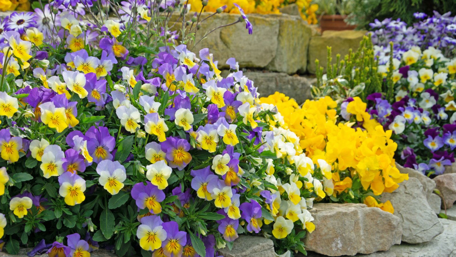 Welche Blumen kann man im April pflanzen? Entdecken Sie die schönsten Frühjahrsblumen für Garten und Balkon – mit Tipps zu Standort, Pflege und Schutz vor Spätfrost.Foto: M. Schuppich / Shutterstock.com