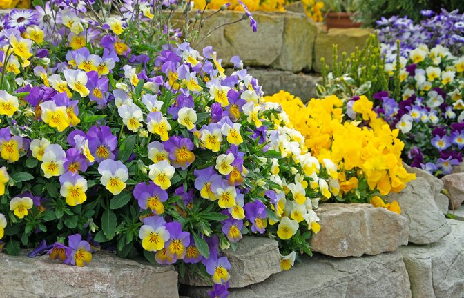 Welche Blumen kann man im April pflanzen? Entdecken Sie die schönsten Frühjahrsblumen für Garten und Balkon – mit Tipps zu Standort, Pflege und Schutz vor Spätfrost.<span class='image-autor'>Foto: M. Schuppich / Shutterstock.com</span>