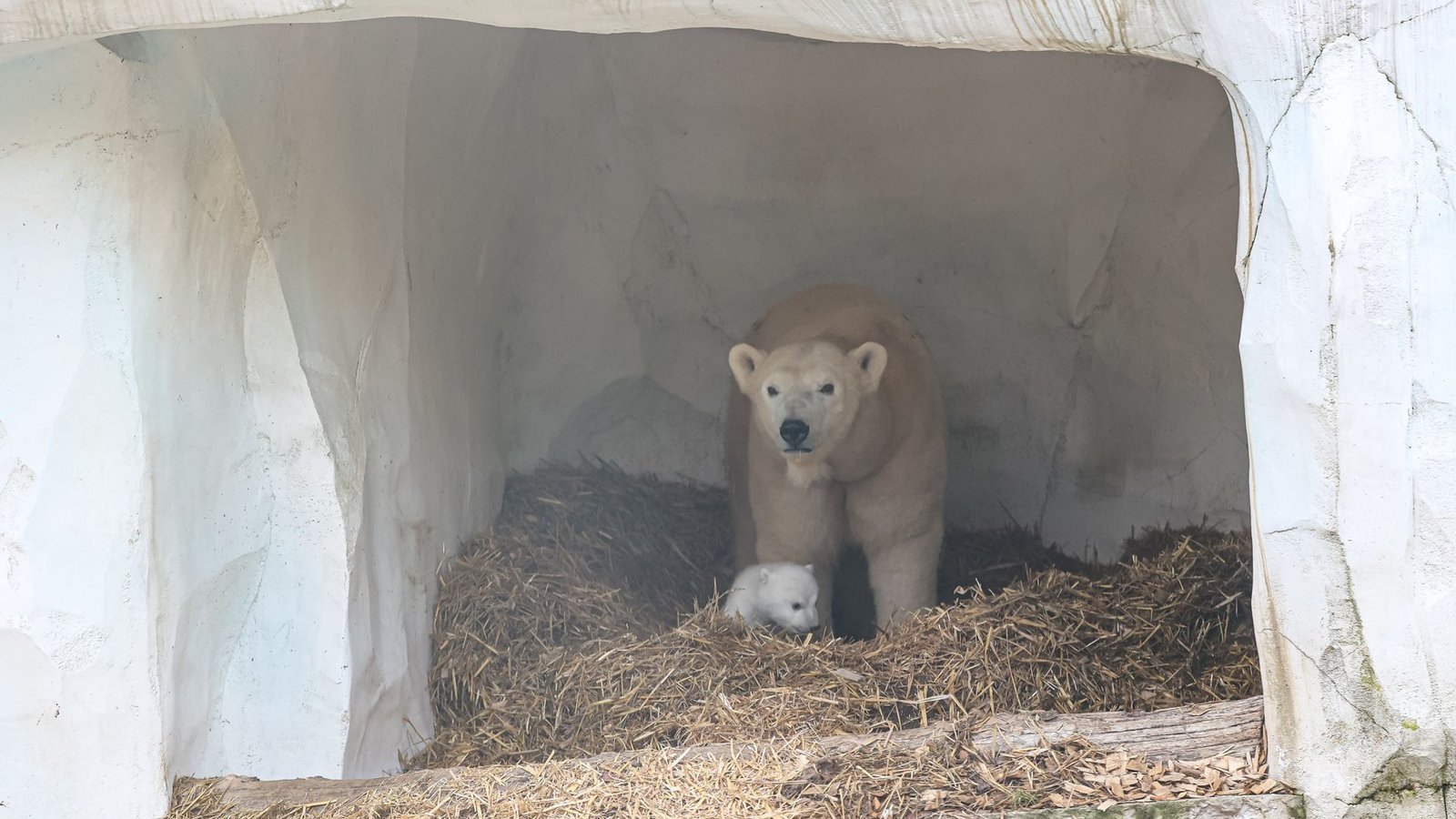 Eisbärin Nuka mit ihrem Nachwuchs im Karlsruher ZooFoto: dpa/Timo Deible