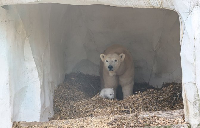 Eisbärin Nuka mit ihrem Nachwuchs im Karlsruher Zoo<span class='image-autor'>Foto: dpa/Timo Deible</span>