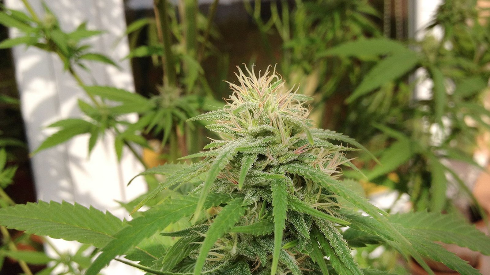 Auf einem Berliner Balkon gedieh  diese Cannabis-Pflanze recht gut – damals (und auch derzeit noch) war der Grasanbau allerdings illegal. Das soll sich nun teils  ändern.Foto: dpa/Paul Zinken
