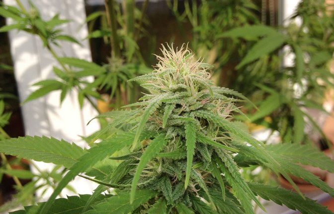 Auf einem Berliner Balkon gedieh  diese Cannabis-Pflanze recht gut – damals (und auch derzeit noch) war der Grasanbau allerdings illegal. Das soll sich nun teils  ändern.<span class='image-autor'>Foto: dpa/Paul Zinken</span>