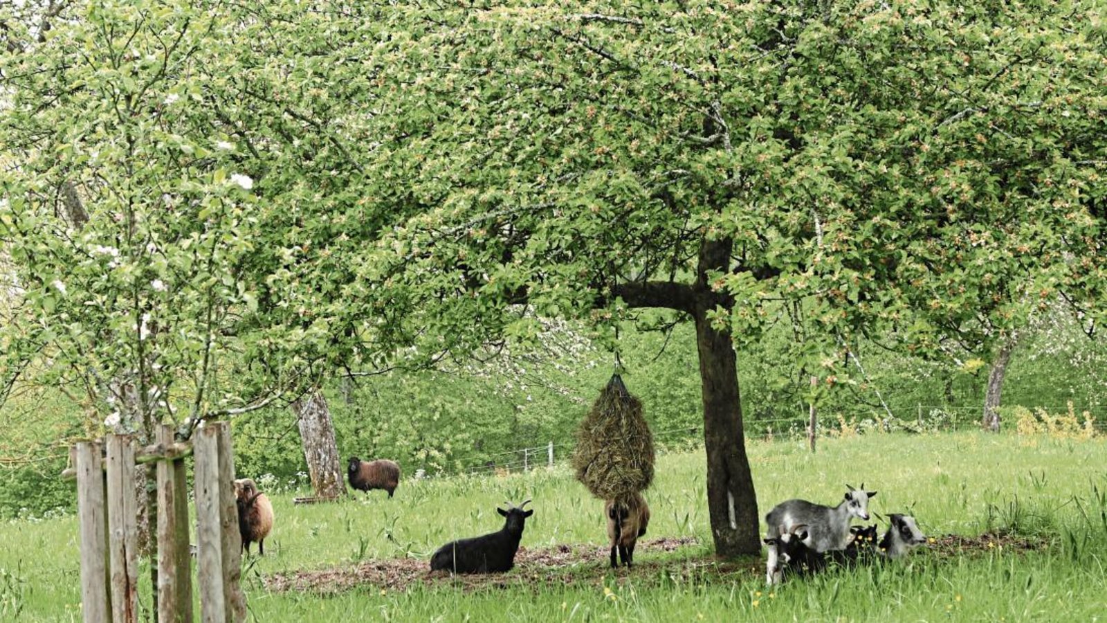 Beweidung einer Streuobstwiese im Kirbachtal. Foto: p Beweidung einer Streuobstwiese im Kirbachtal. Foto: p
