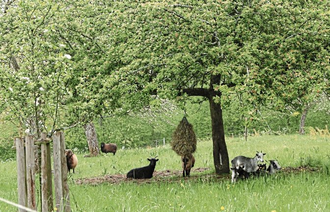 Beweidung einer Streuobstwiese im Kirbachtal.  Foto: p