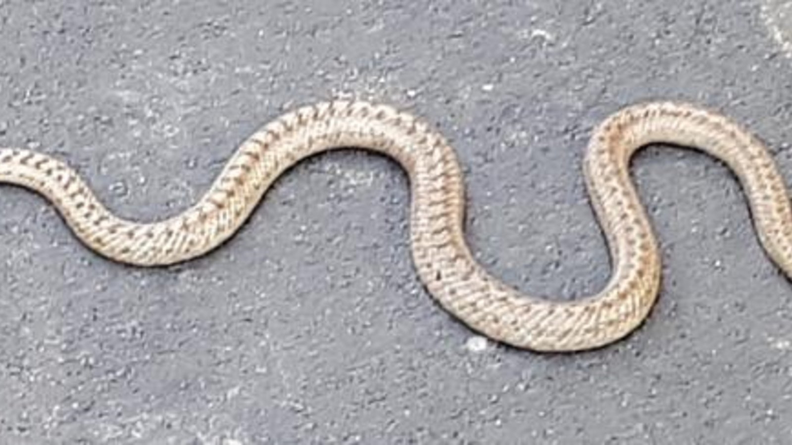Petra Guddat gelang kürzlich dieses Foto einer Schlange auf dem neuen Vaihinger Radweg. Keine Panik! Es handelt sich um eine für uns Menschen ungefährliche Schlingnatter. Es ist eher so, dass von uns Menschen und unseren Fahrzeugen Gefahr für das seltene und geschützte Reptil ausgeht. Das Vorkommen der Schlingnatter war schon beim Bau des Radwegs bekannt, sie wurde in der Bauphase, wie auch die Eidechsen, zu ihrem eigenen Schutz vergrämt. Nun kommt sie wieder, vermutlich zum Aufwärmen, und darf per Gesetz nicht gestört werden. Mehr zur Schlingnatter gab es schon vor einigen Jahren in der VKZ-Serie Phänomene der Natur hier https://www.vkz.de/serien/phaenomene-der-natur/kw-33-die-schlingnatter. (sr)