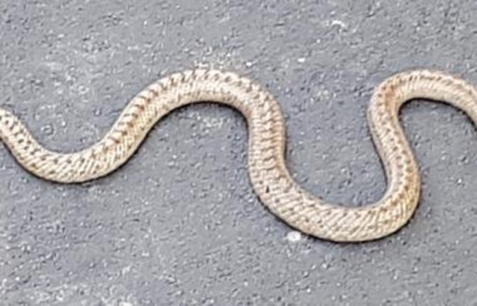 Petra Guddat gelang kürzlich dieses Foto einer Schlange auf dem neuen Vaihinger Radweg. Keine Panik! Es handelt sich um eine für uns Menschen ungefährliche Schlingnatter. Es ist eher so, dass von uns Menschen und unseren Fahrzeugen Gefahr für das seltene und geschützte Reptil ausgeht. Das Vorkommen der Schlingnatter war schon beim Bau des Radwegs bekannt, sie wurde in der Bauphase, wie auch die Eidechsen, zu ihrem eigenen Schutz vergrämt. Nun kommt sie wieder, vermutlich zum Aufwärmen, und darf per Gesetz nicht gestört werden. Mehr zur Schlingnatter gab es schon vor einigen Jahren in der VKZ-Serie Phänomene der Natur hier https://www.vkz.de/serien/phaenomene-der-natur/kw-33-die-schlingnatter. (sr)