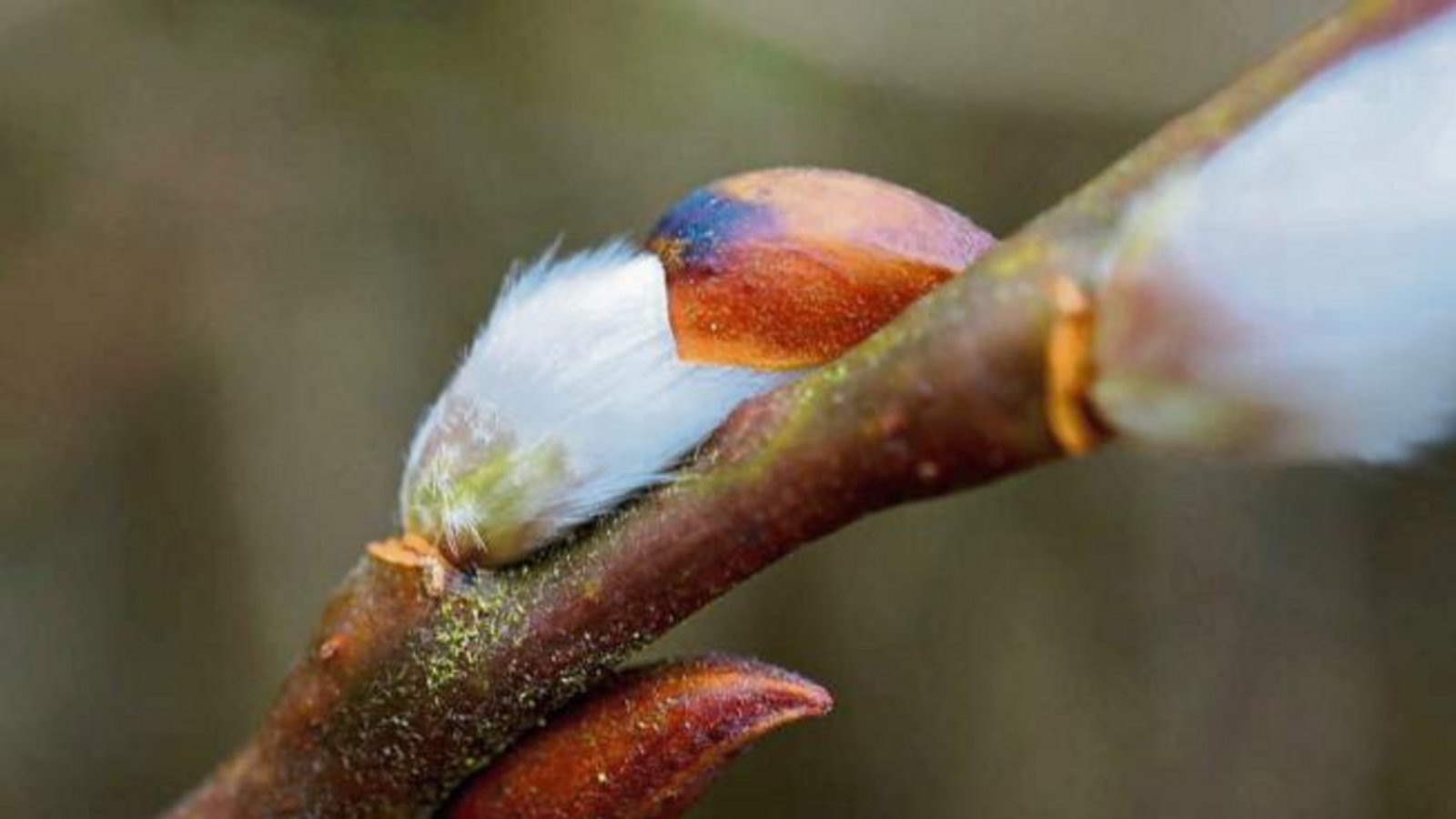 Palmkätzchen aus Horrheim lassen auf den Frühling hoffen.  Foto: Thalhäuser