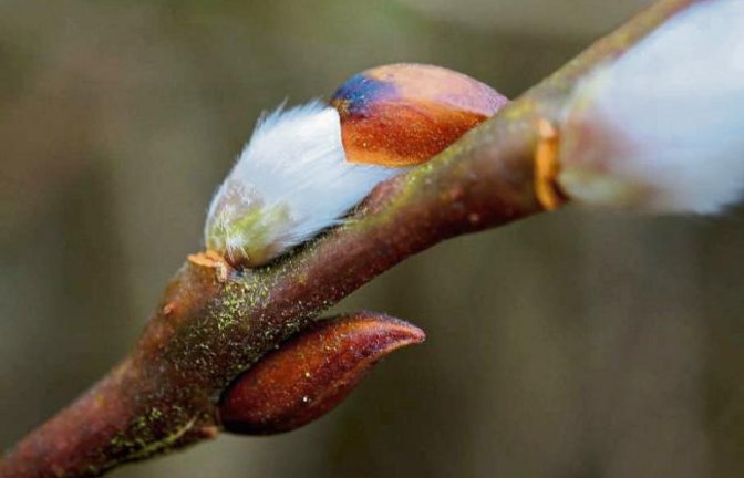 Palmkätzchen aus Horrheim lassen auf den Frühling hoffen.  Foto: Thalhäuser