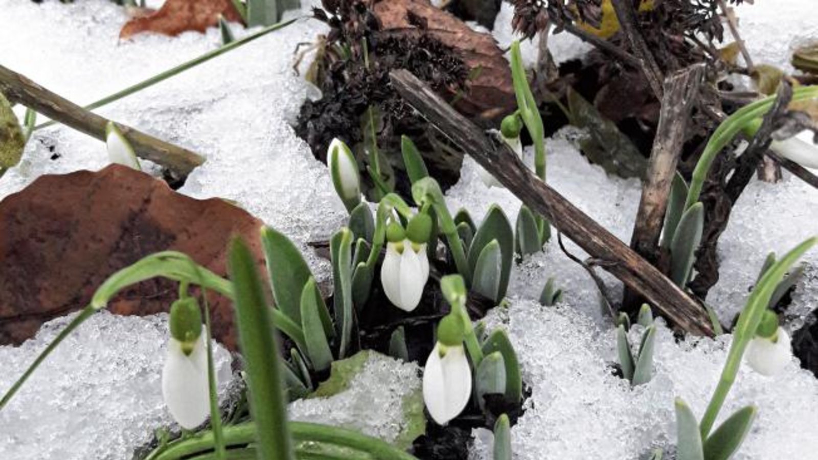 Die ersten Schneeglöckchen schieben sich ans Tageslicht. Foto: Rücker