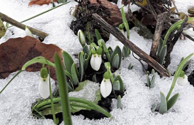 Die ersten Schneeglöckchen schieben sich ans Tageslicht. Foto: Rücker