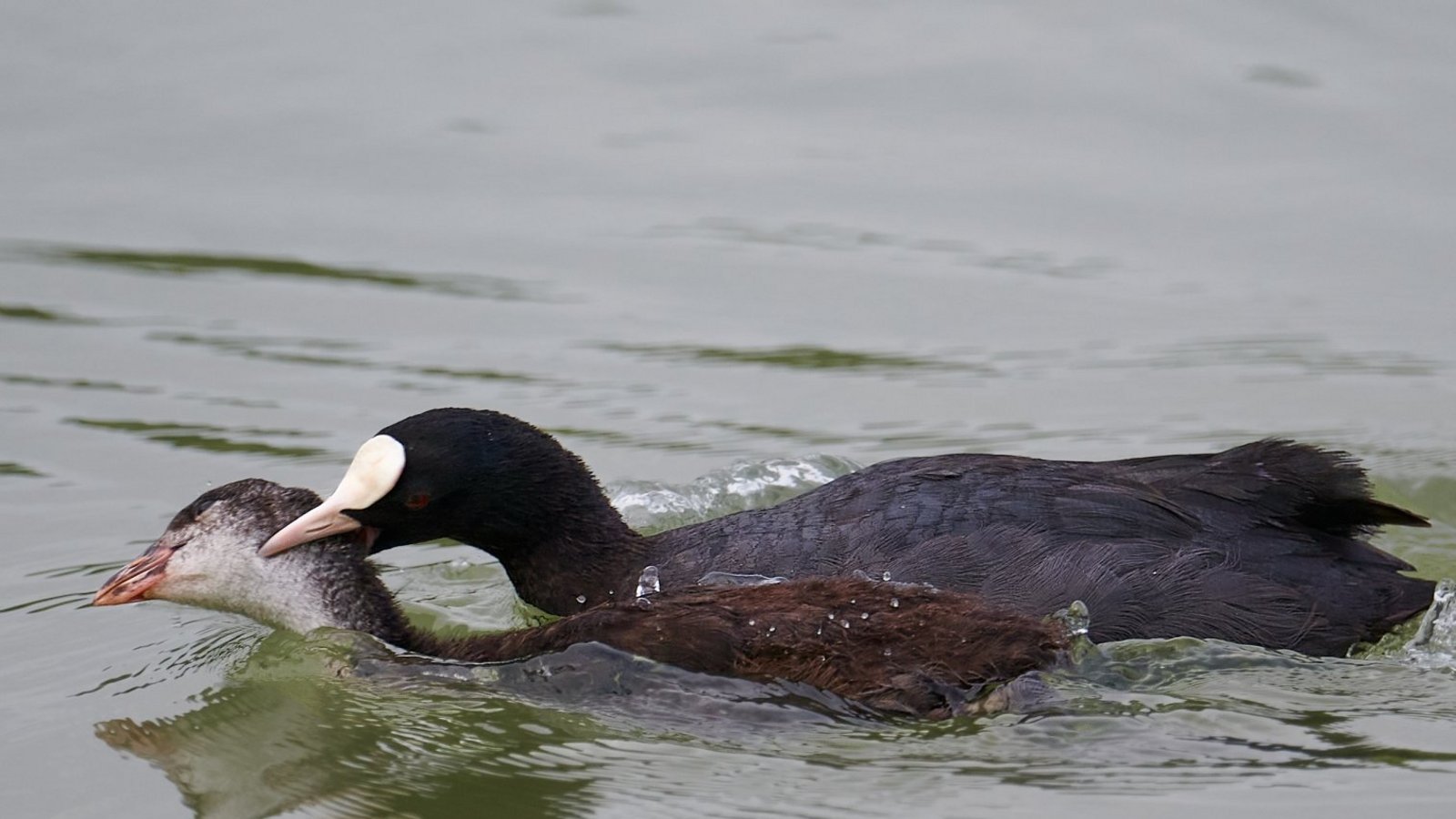 Bei Blässhühnern sind die Erziehungsmaßnahmen mitunter recht rabiat.  Foto: Frey