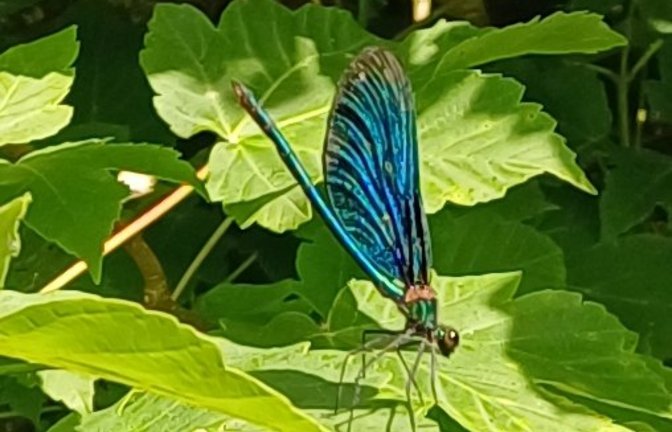 Die Blauflügel-Prachtlibelle. Foto: Rücker