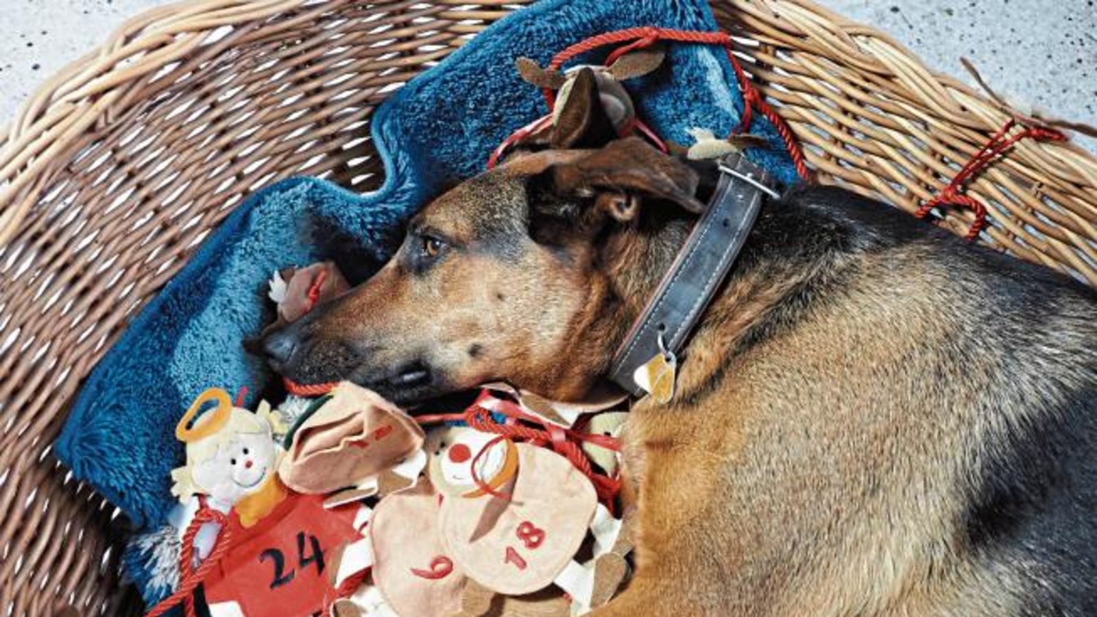 „Gina wartet auf Weihnachten“, schreibt Erwin Lorch aus Häfnerhaslach zu seinem Foto.
