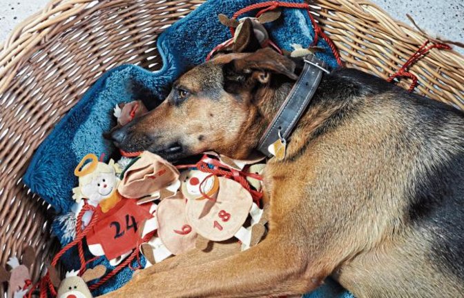 „Gina wartet auf Weihnachten“, schreibt Erwin Lorch aus Häfnerhaslach zu seinem Foto.
