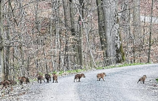 Pilgern mal anders auf dem Martinusweg in Horrheim zeigt das Foto von Albert Wild.