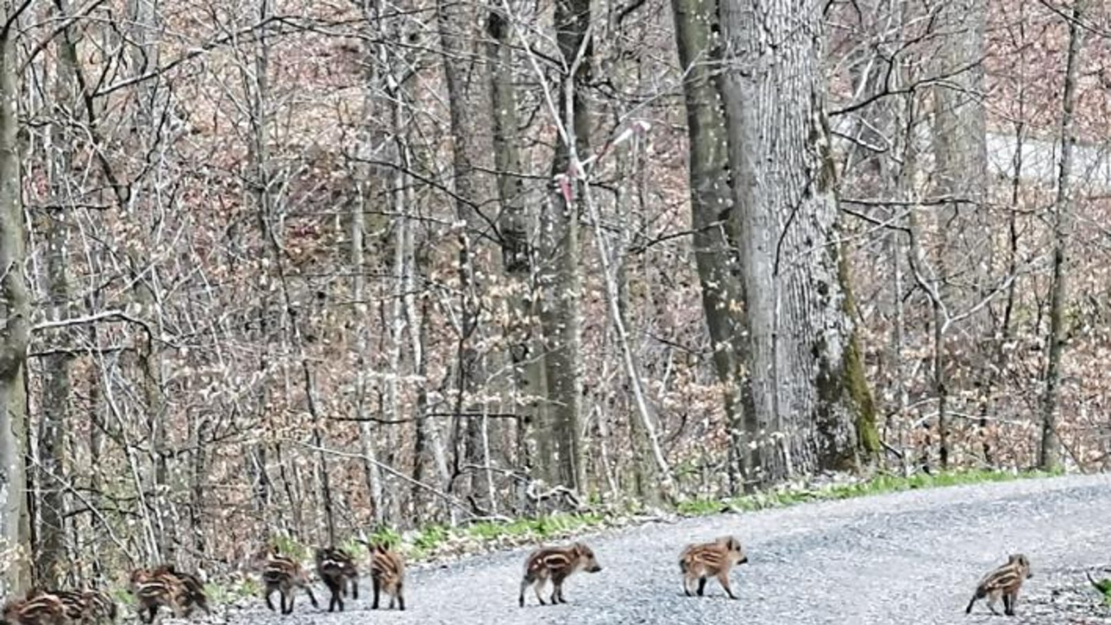 Pilgern mal anders auf dem Martinusweg in Horrheim zeigt das Foto von Albert Wild.