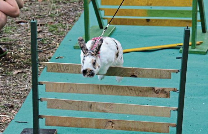 Kaninchenhoping im Schlossgarten in Sachsenheim: eine Vorführung der Jugendgruppe des Kleintierzuchtvereins Sachsenheim beim Kunsthandwerkermarkt. Foto: Bögel