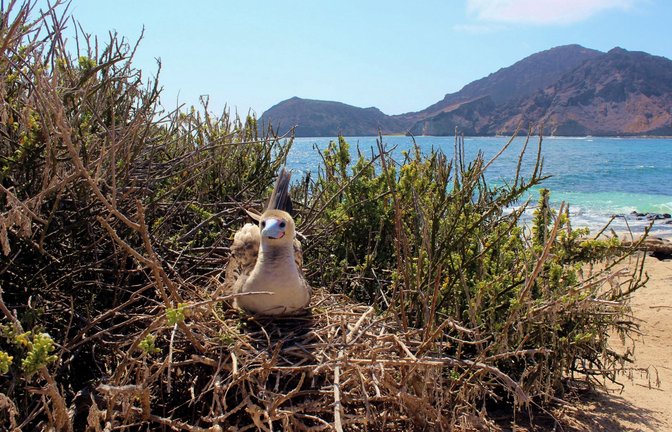 Auf den Galápagos-Inseln leben nach Behördenangaben 78 endemische Vogelarten.<span class='image-autor'>Foto: ---/Galapagos-Nationalpark /dpa</span>