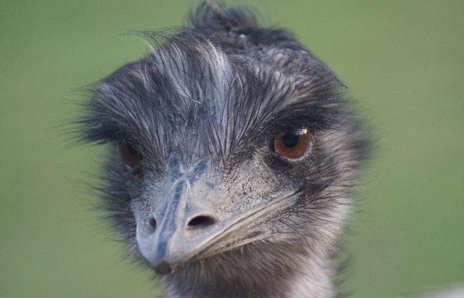 Ein Emu wird zum Hit im Internet (Symbolfoto).<span class='image-autor'>Foto: imago images/poeticpenguin/poeticpenguin via www.imago-imag</span>