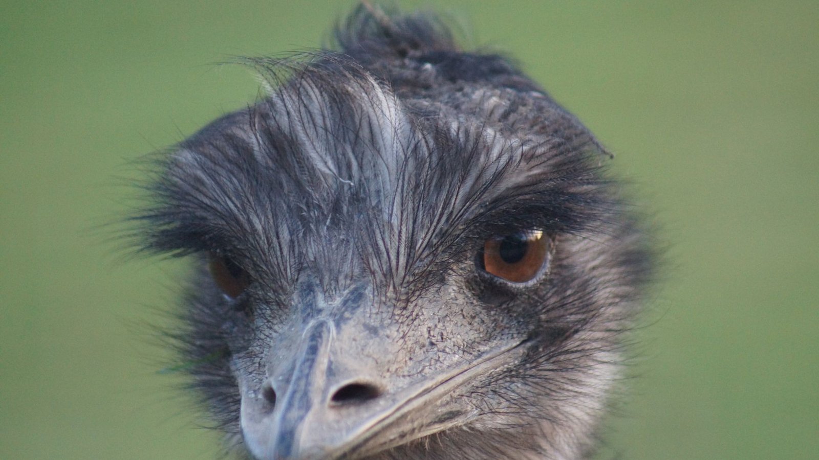 Ein Emu wird zum Hit im Internet (Symbolfoto).Foto: imago images/poeticpenguin/poeticpenguin via www.imago-imag