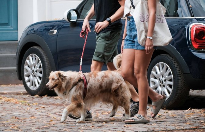 Nicht nur die Hunde, auch ihre Halterinnen und Halter machen bei ihren Gassirunden die Nachbarschaft sicherer.<span class='image-autor'>Foto: imago//Michael Gstettenbauer</span>