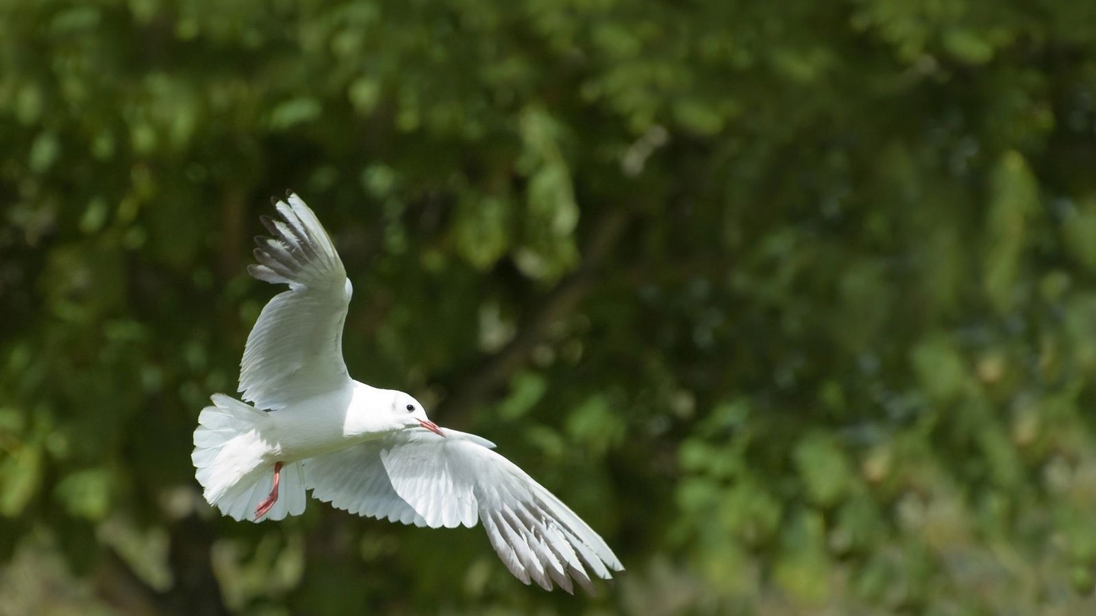 Die Taube wird oft mit Pfingsten in Verbindung gebracht, da sie symbolisch für den Heiligen Geist steht.Foto: IMAGO/Panthermedia/Copyright: xnelsonartx via imago