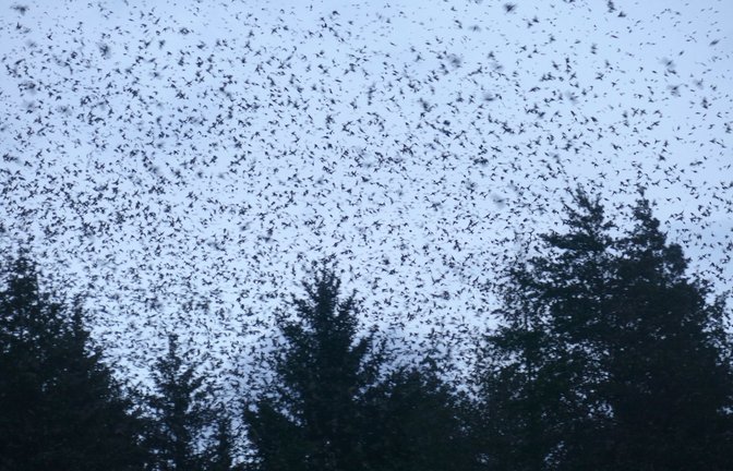 Der Himmel ist fast zu klein für die vielen Finken.<span class='image-autor'>Foto: Schöll/Thorsten Schöll</span>