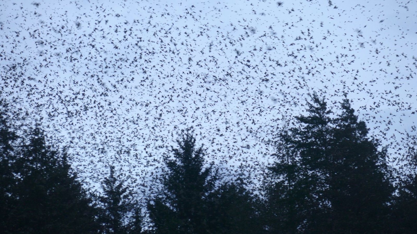 Der Himmel ist fast zu klein für die vielen Finken.Foto: Schöll/Thorsten Schöll Der Himmel ist fast zu klein für die vielen Finken.Foto: Schöll/Thorsten Schöll