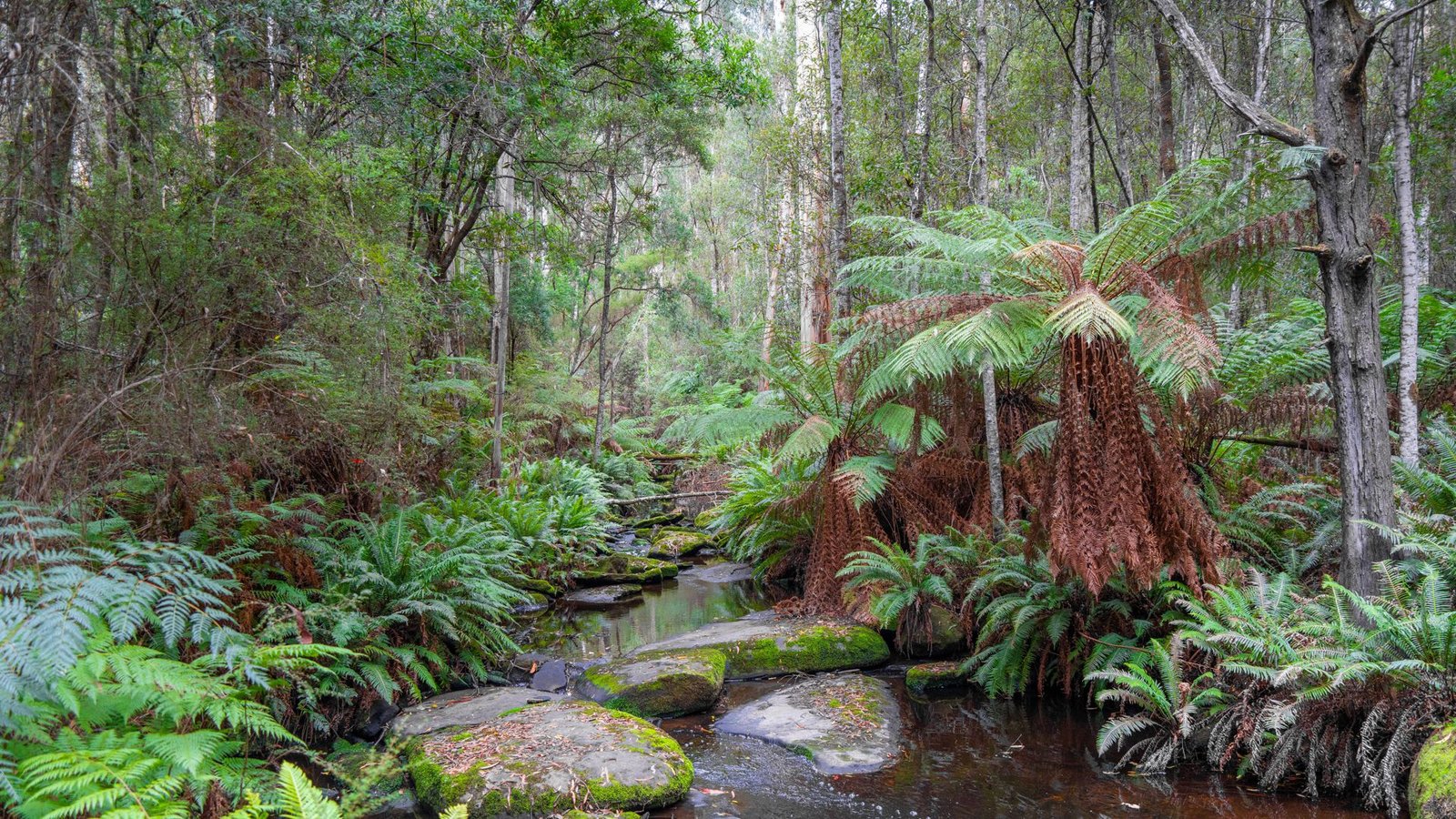 Cumberland River entlang der Kalimna Falls Wanderung im Great Ocean Road, Australien.Foto: Imago/Zoonar