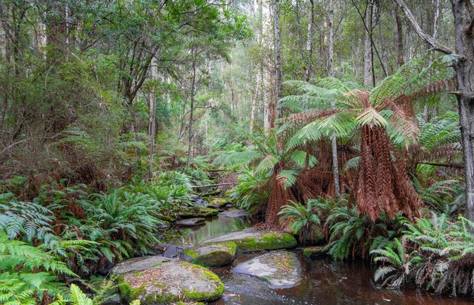 Cumberland River entlang der Kalimna Falls Wanderung im Great Ocean Road, Australien.<span class='image-autor'>Foto: Imago/Zoonar</span>