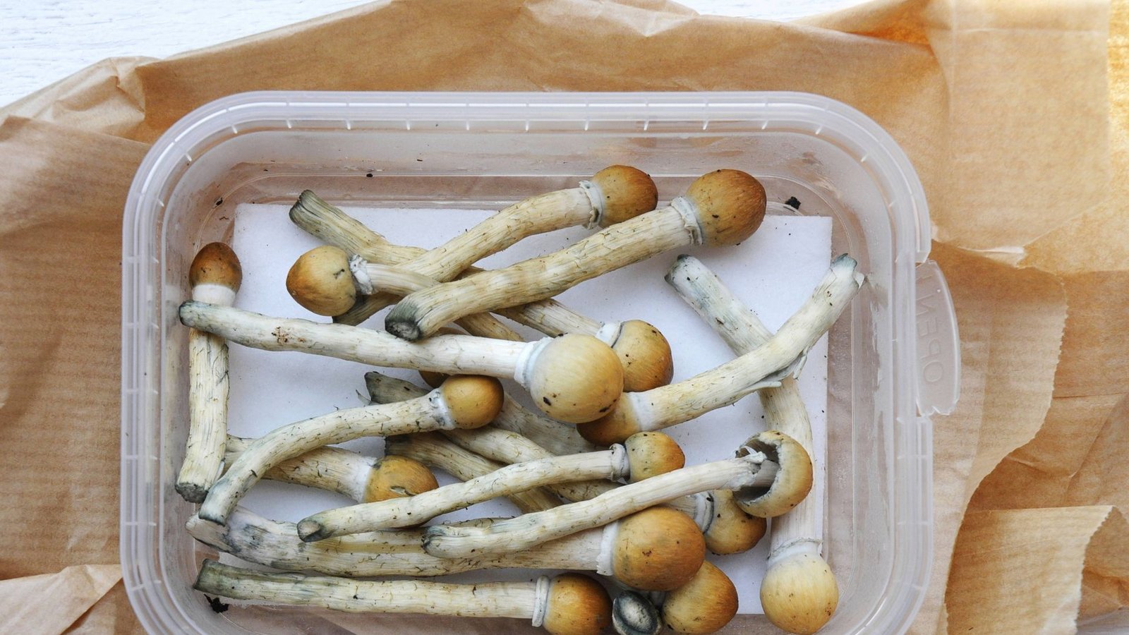 Magic Mushrooms, Zauberpilze, dürfen in der Schweiz bereits legal von einigen Ärzten in der medizinischen Behandlung angewandt werden.Foto: imago/Westend61/imago stock&people Magic Mushrooms, Zauberpilze, dürfen in der Schweiz bereits legal von einigen Ärzten in der medizinischen Behandlung angewandt werden.Foto: imago/Westend61/imago stock&people