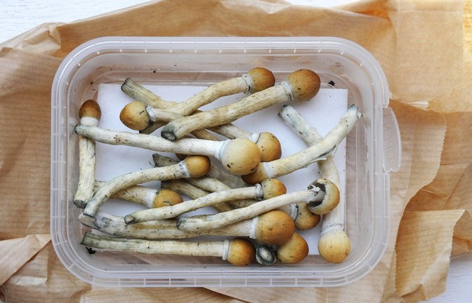 Magic Mushrooms, Zauberpilze, dürfen  in der Schweiz bereits legal von einigen Ärzten in der medizinischen Behandlung angewandt werden.<span class='image-autor'>Foto: imago/Westend61/imago stock&people</span>