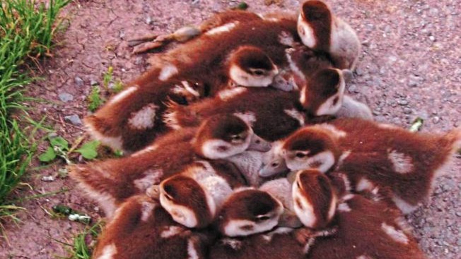 „Es gibt noch alle neune“, schreibt Angelika Schütz aus Illingen zum Nilgans-Nachwuchs, den sie an den Illinger Seen fotografiert hat. „Es gibt noch alle neune“, schreibt Angelika Schütz aus Illingen zum Nilgans-Nachwuchs, den sie an den Illinger Seen fotografiert hat.