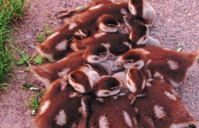 „Es gibt noch alle neune“, schreibt Angelika Schütz aus Illingen zum Nilgans-Nachwuchs, den sie an den Illinger Seen fotografiert hat.