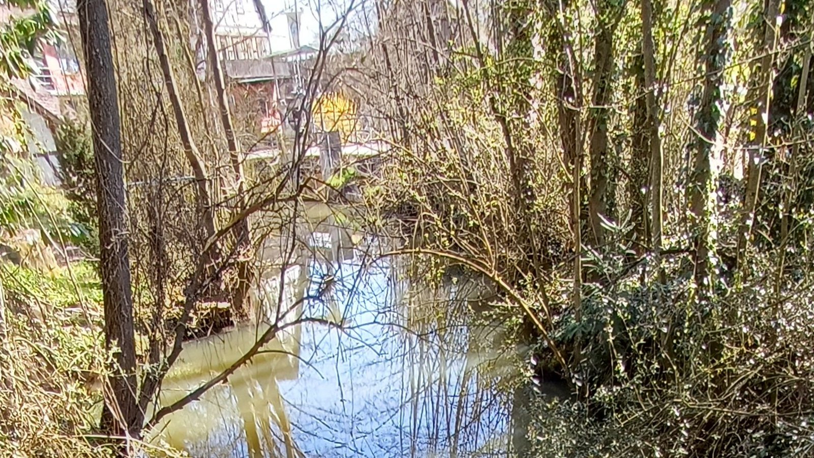 Nur vereinzelte Fische verirren sich aus der Enz in die Metter bei Sersheim. Bis sich die abgelagerten Sedimente aus der Biogasanlage verflüchtigt haben, soll es gut zwei Jahre dauern. Foto: Rücker