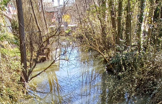 Nur vereinzelte Fische verirren sich aus der Enz in die Metter bei Sersheim. Bis sich die abgelagerten Sedimente aus der Biogasanlage verflüchtigt haben, soll es gut zwei Jahre dauern. Foto: Rücker