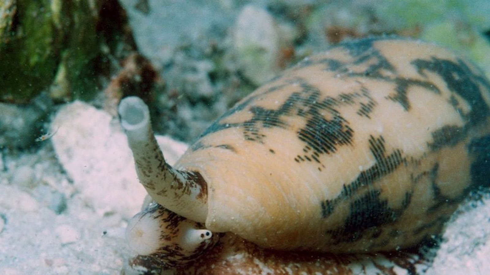 Kegelschnecke (Condiae): Diese wunderschönen Meerestiere leben in tropischen Gewässern. Immer wieder sterben Taucher, die nach den zauberhaften Wesen greifen. Schon wenige Tropfen des Gifts reich aus, um bis zu 20 Menschen zu töten. Der Hautkontakt führt zu extrem starken Schmerzen, Muskellähmung sowie Seh- und Atemstörungen.Foto: Wikipedia commons/David Burdick