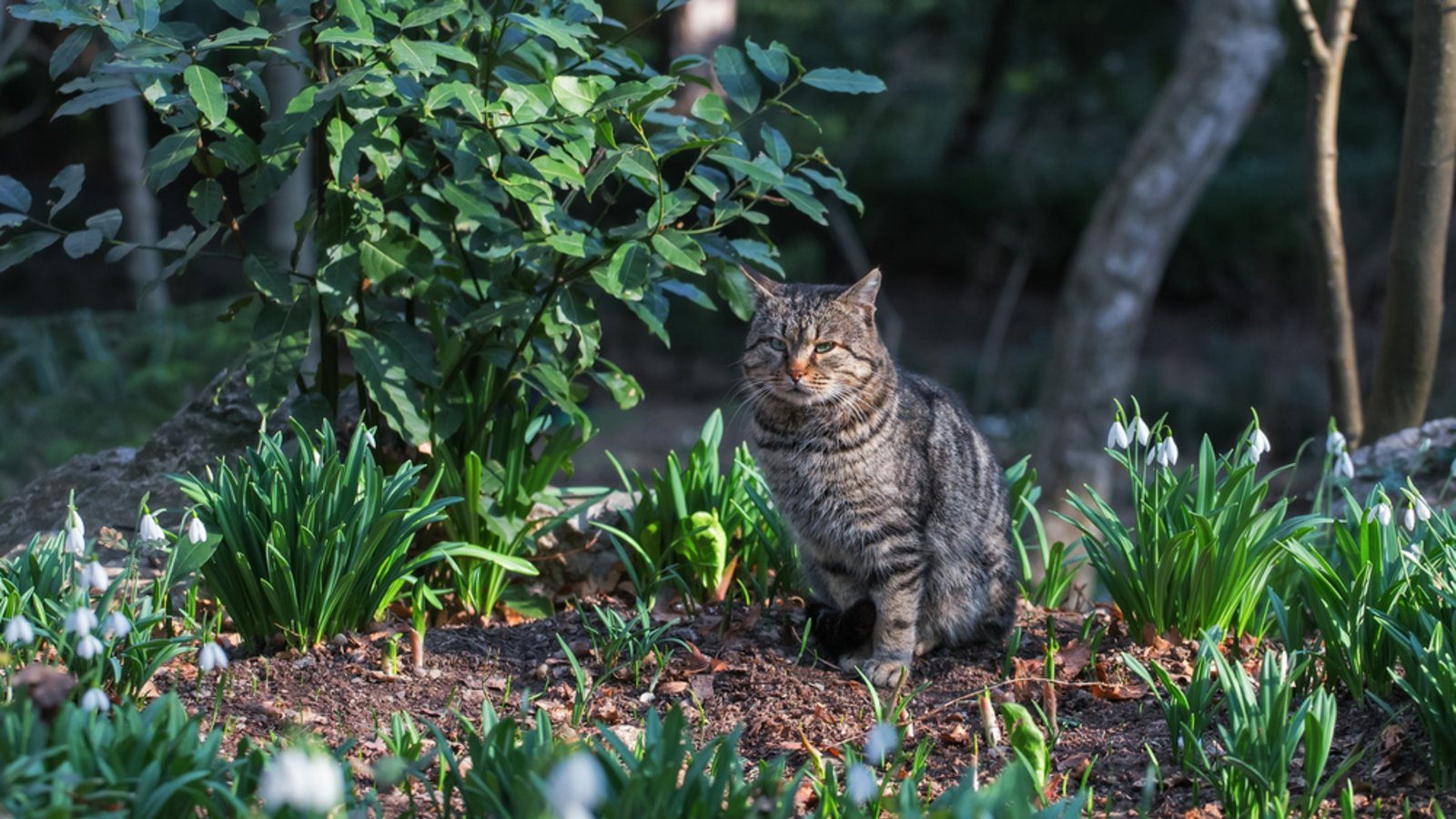 Katzen aus dem Garten vertreiben Was hilft wirklich?