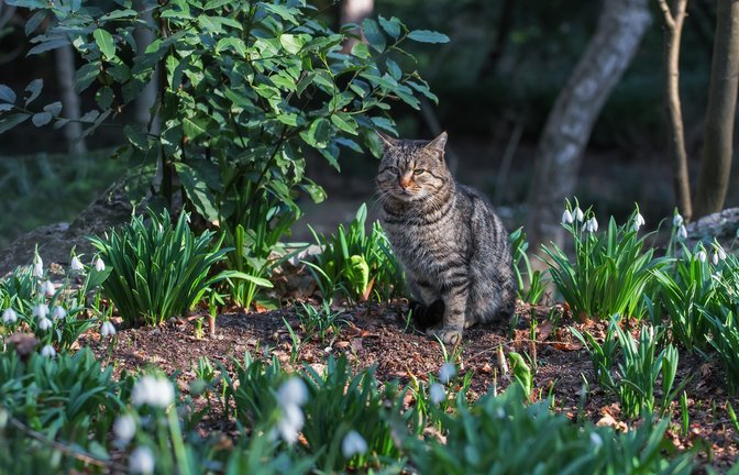 Katzen im eigenen Garten können lästig sein. Was wirklich gegen die Tiere hilft, erfahren Sie hier.<span class='image-autor'>Foto: Dmitrenko Ekaterina / Shutterstock.com</span>