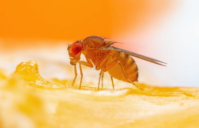 So werden Sie die kleinen Fliegen los.<span class='image-autor'>Foto: nechaevkon / shutterstock.com</span>
