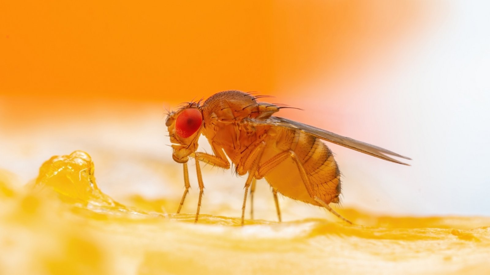 So werden Sie die kleinen Fliegen los.Foto: nechaevkon / shutterstock.com So werden Sie die kleinen Fliegen los.Foto: nechaevkon / shutterstock.com