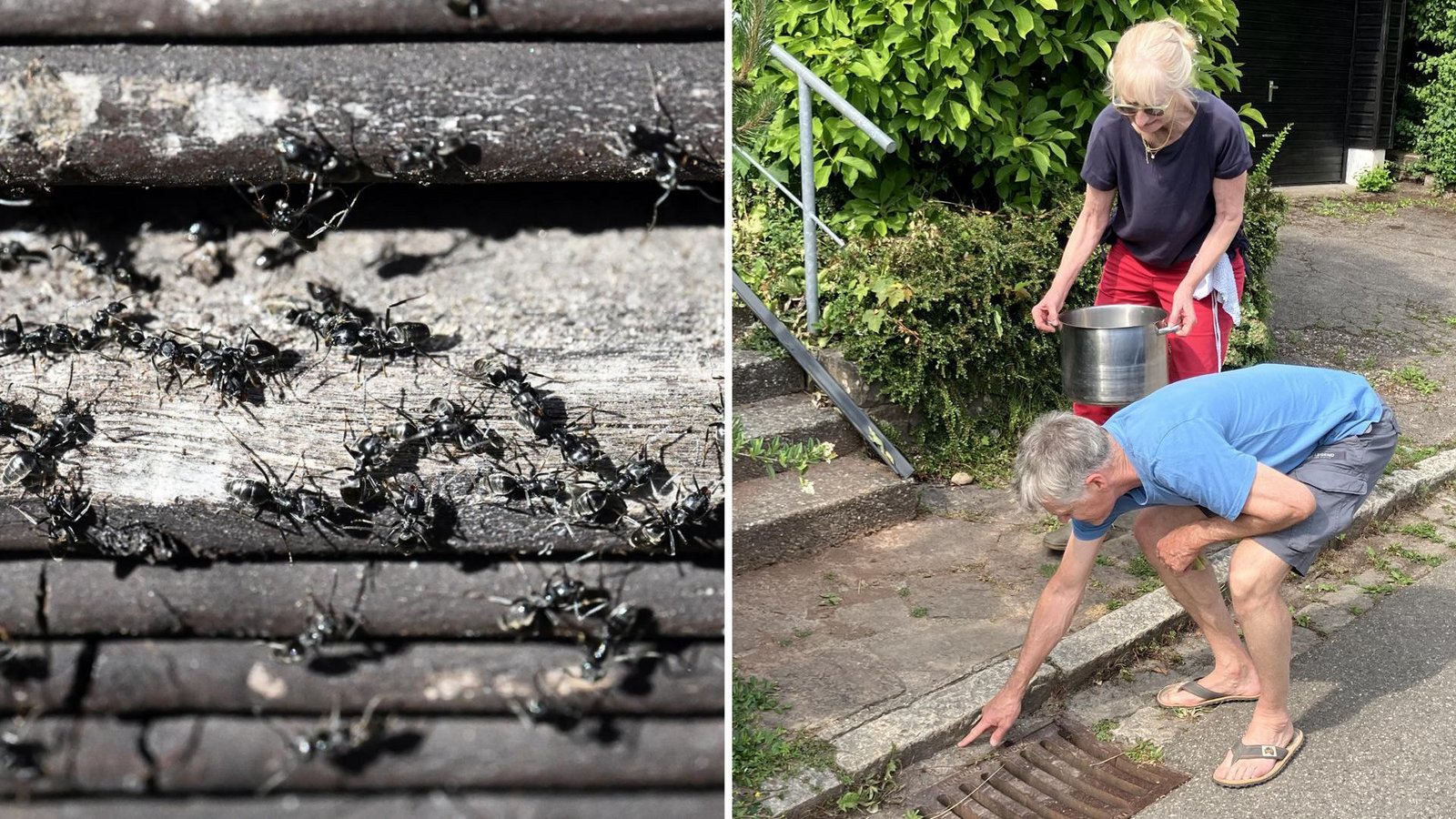 Die betroffenen Anwohner in Tübingen wollten der Ausbreitung der invasiven Ameisenart Tapinoma magnum in ihrer Straße nicht weiter zusehen und wurden selbst tätig – jetzt auch mit Unterstützung der Stadt.Foto: dpa/Uli Deck, StZN/Dürr Die betroffenen Anwohner in Tübingen wollten der Ausbreitung der invasiven Ameisenart Tapinoma magnum in ihrer Straße nicht weiter zusehen und wurden selbst tätig – jetzt auch mit Unterstützung der Stadt.Foto: dpa/Uli Deck, StZN/Dürr