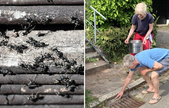 Die betroffenen Anwohner in Tübingen wollten der Ausbreitung der invasiven Ameisenart Tapinoma magnum in ihrer Straße nicht weiter zusehen und wurden selbst tätig – jetzt auch mit Unterstützung der Stadt.<span class='image-autor'>Foto: dpa/Uli Deck, StZN/Dürr</span>