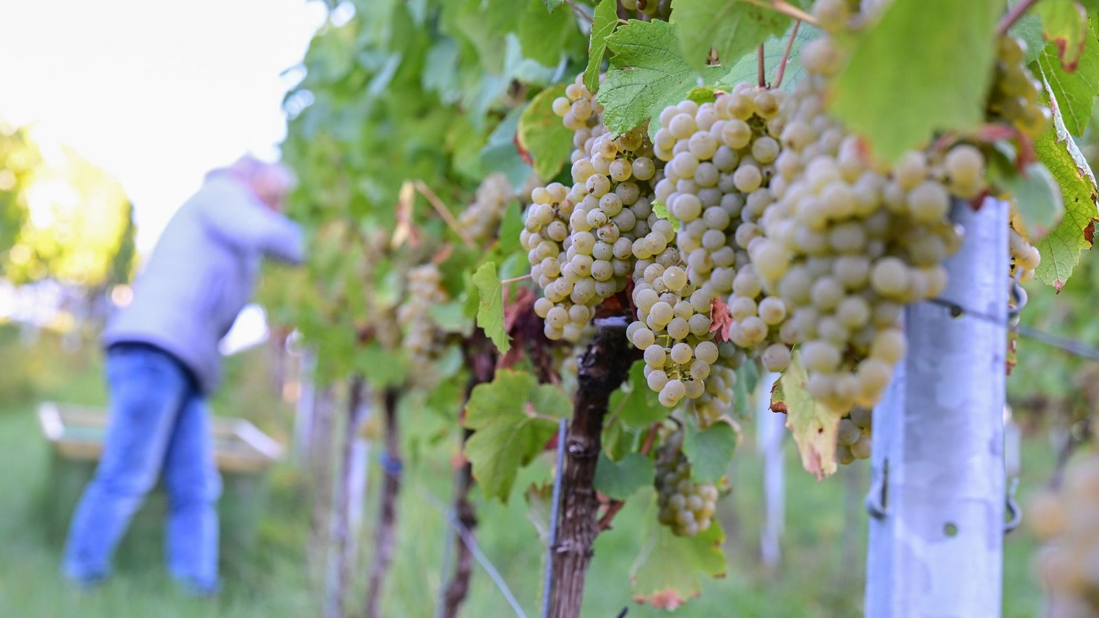 Der Chardonnay-Anbau hat 2025 unter den konventionellen Rebsorten am stärksten zugelegt. (Archivbild)Foto: Bernd Weißbrod/dpa