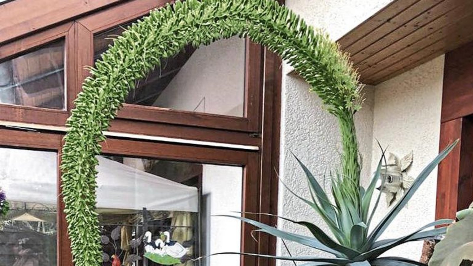 Zwischen vielen anderen exotischen Pflanzen fühlt sich die Agave im Wintergarten von Famile Zeiler in Iptingen so wohl, dass sie nach 30 Jahren eine riesige Blüte ausgebildet hat. Foto: p Zwischen vielen anderen exotischen Pflanzen fühlt sich die Agave im Wintergarten von Famile Zeiler in Iptingen so wohl, dass sie nach 30 Jahren eine riesige Blüte ausgebildet hat. Foto: p