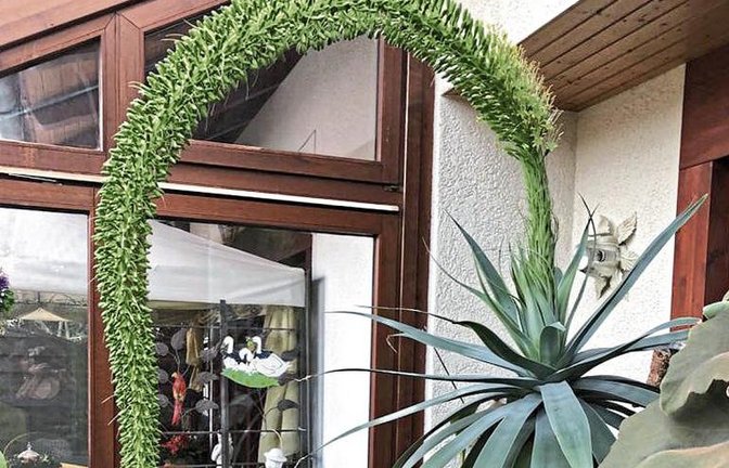 Zwischen vielen anderen exotischen Pflanzen fühlt sich die Agave im Wintergarten von Famile Zeiler in Iptingen so wohl, dass sie nach 30 Jahren eine riesige Blüte ausgebildet hat.  Foto: p